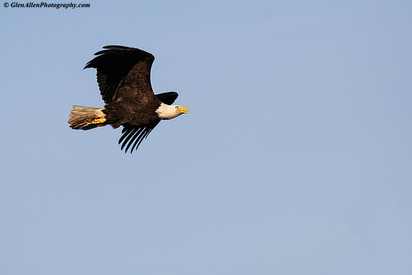 Bald eagle