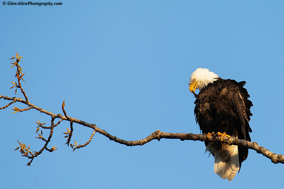 Bald eagle