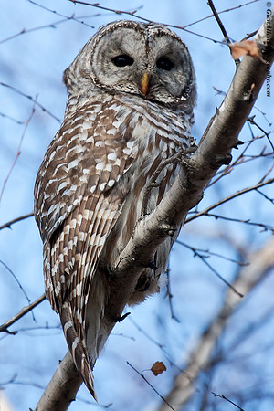 Barred Owl