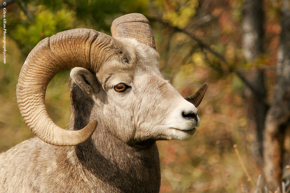 Big Horn Sheep