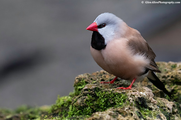 Shaft-tailed Finch