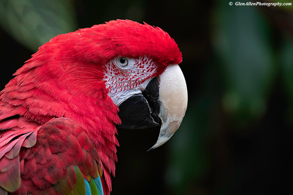 Green Winged Macaw