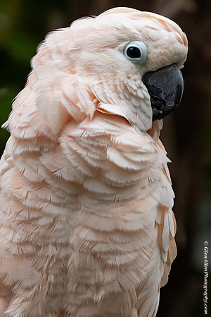 Kramer: Moluccan Cockatoo
