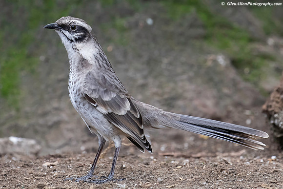 Long-tailed Mockingbird
