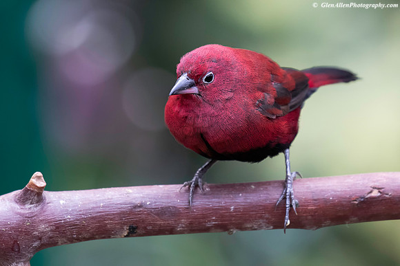 Red-billed Fire Finch