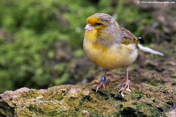 Border Canary