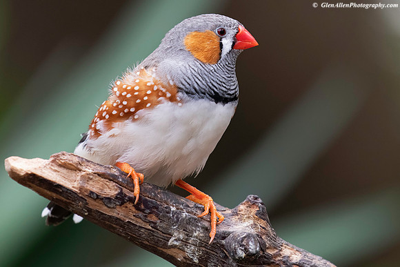 Zebra Finch