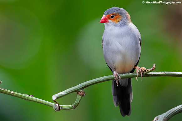 Orange-cheeked Waxbill