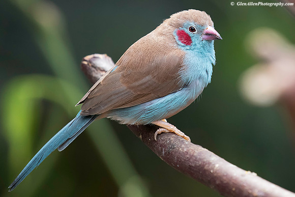 Cordon Bleu Finch