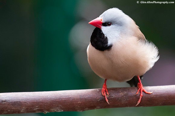 Shaft-tailed Finch