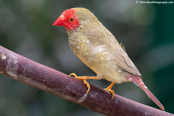 Star Finch