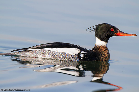 Red-breasted Merganser