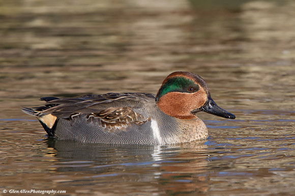 Green-winged Teal