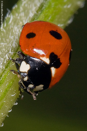 Six Spot Lady bug