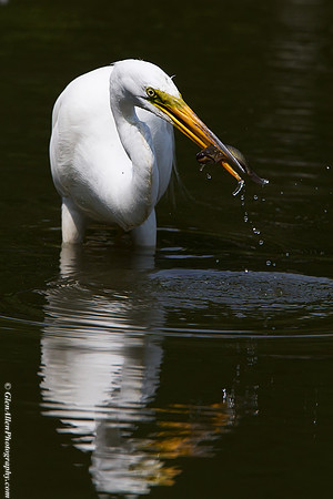 Great Egret