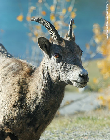 Big Horn Sheep