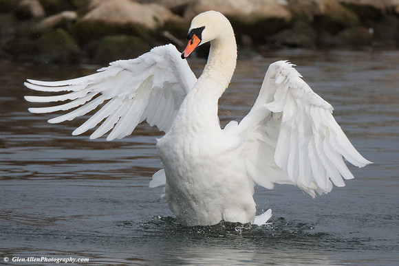 Mute Swan