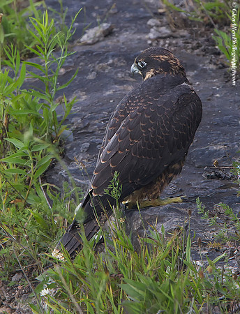 Peregrine Falcon