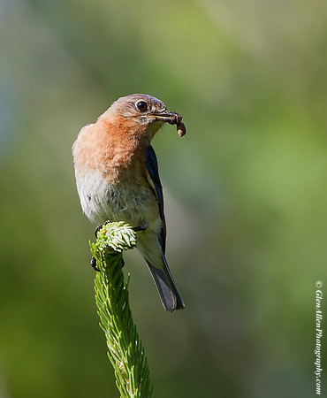 Eastern Bluebird