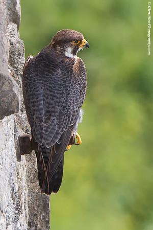 Peregrine Falcon