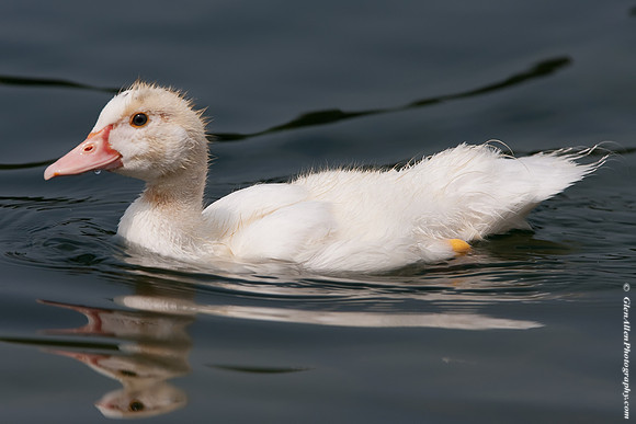 American Black Duck (Albino/ Leucistic)
