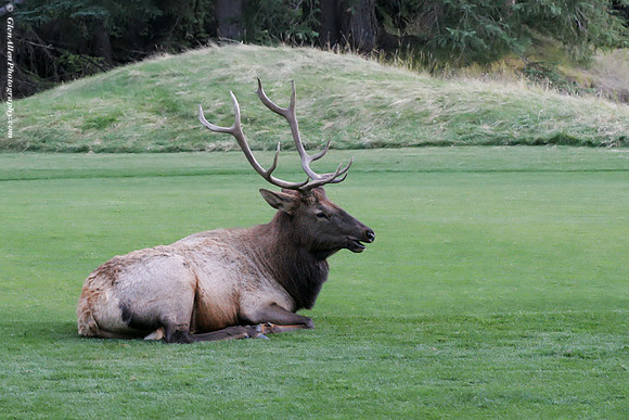 Elk
