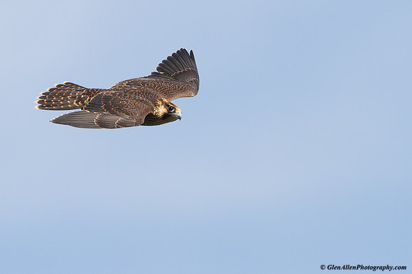 Peregrine Falcon