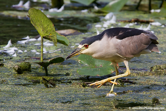 Black-crowned Night-Heron