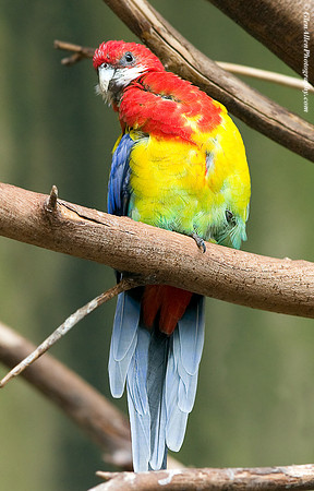 Eastern Rosella