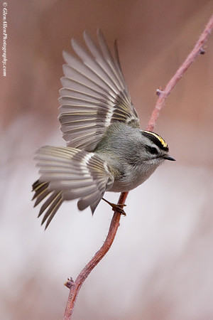 Golden-crowned Kinglet