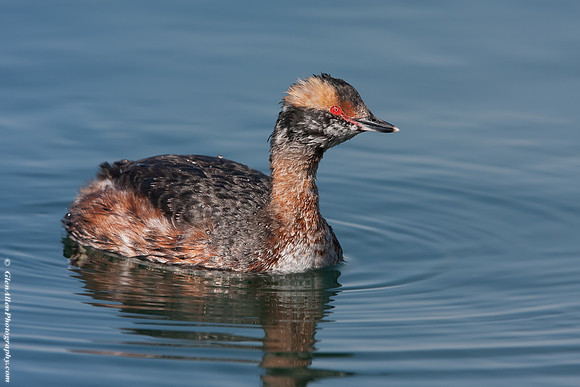 Horned Grebe