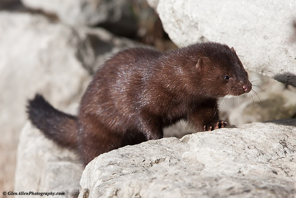Mink