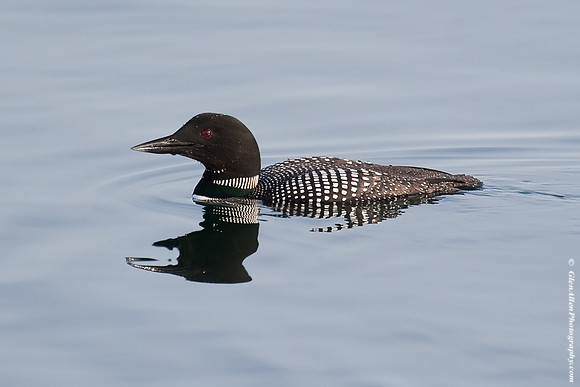 Common Loon