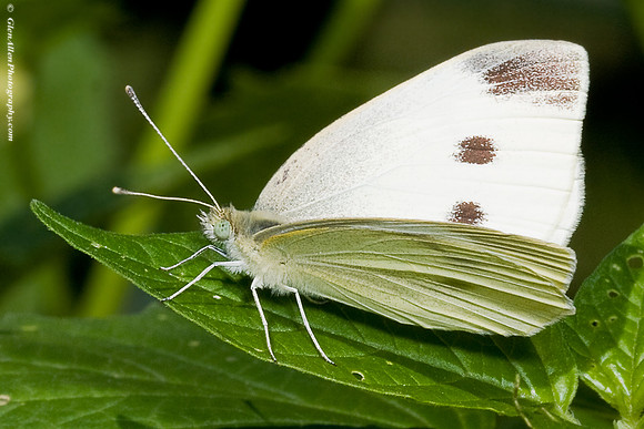 Cabbage White