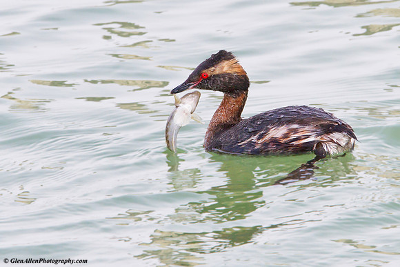 Horned Grebe