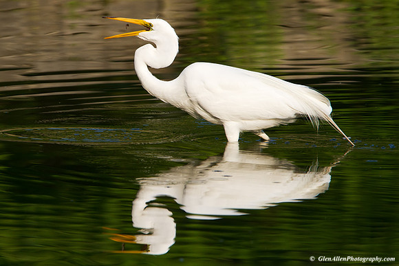 Great Egret