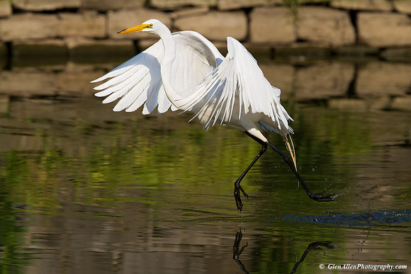 Great Egret