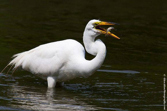 Great Egret