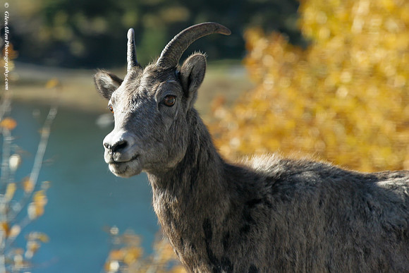 Big Horn Sheep