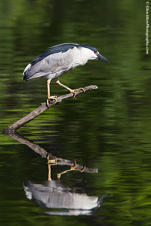 Black-crowned Night-Heron