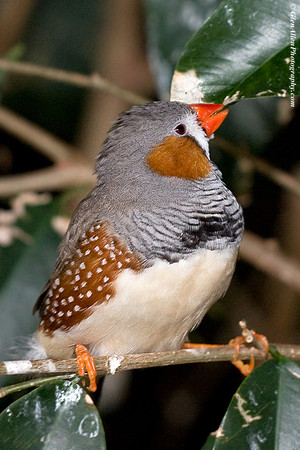 Zebra Finch