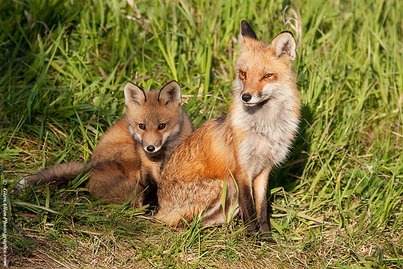 Fox with Kit/Pup