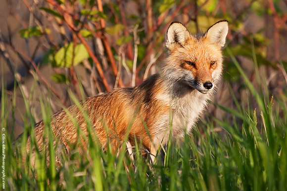 Fox at Sunrise