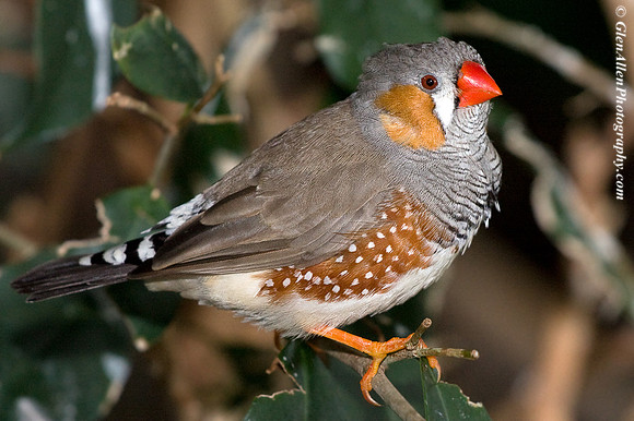 Zebra Finch