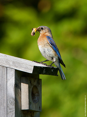 Eastern Bluebird