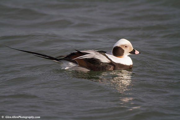 Long-tailed Duck