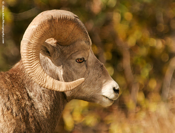 Big Horn Sheep