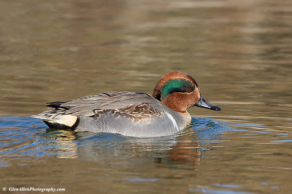 Green-winged Teal