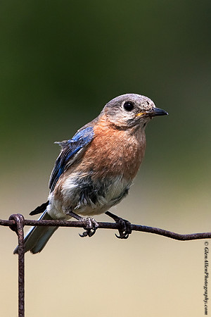 Eastern Bluebird