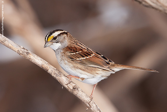 White-throated Sparrow